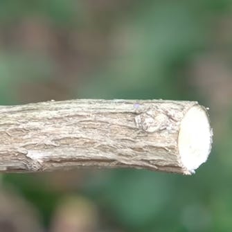 Beskjæring av sommerfuglbusk Beskjæring av sommerfuglbusk